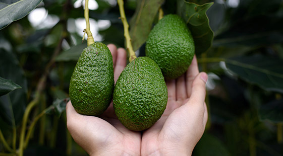 Nature Tropical Fruits